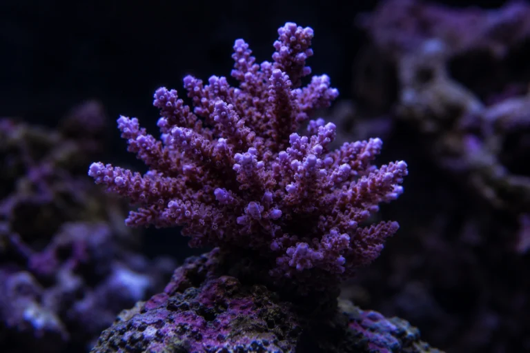 Reef Aquarium Service