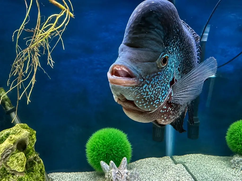 flowerhorn