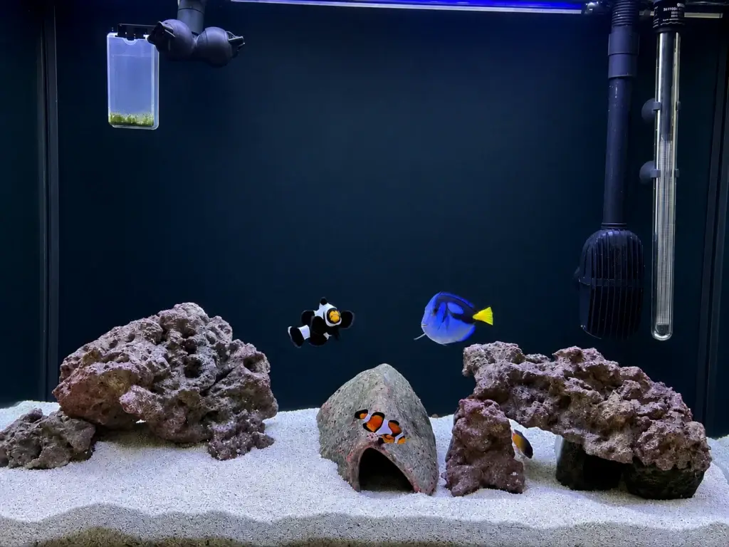 Saltwater aquarium service