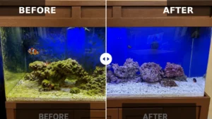 Saltwater Aquarium Transformation