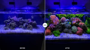 Reef Aquarium Transformation
