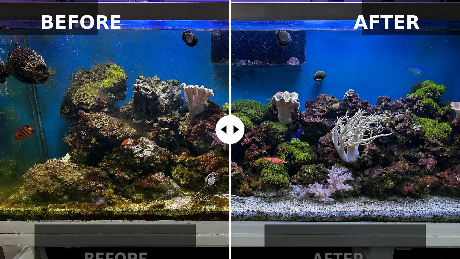 Reef Aquarium Transformation