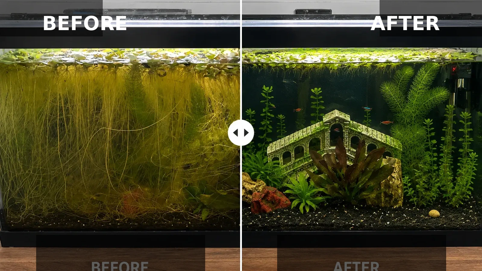 Freshwater Aquarium Transformation
