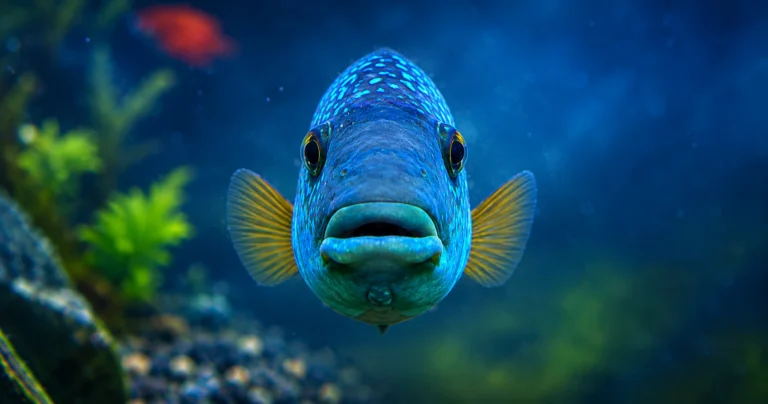 Central American Cichlid Aquarium Service