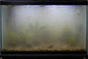 Cloudy Water