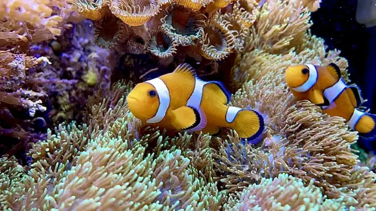 Nashville Reef Aquarium Service