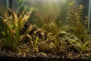 Plant Decline