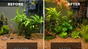 Freshwater Aquarium Transformation