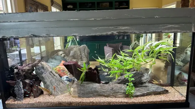 planted aquarium installation