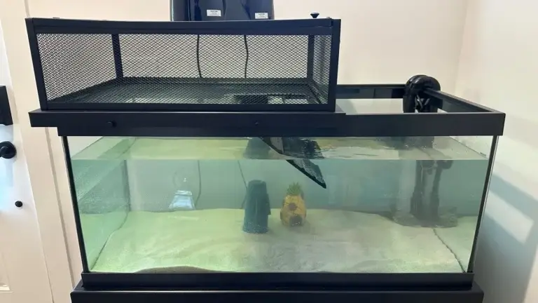 Turtle tank install