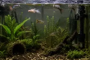 fish loss